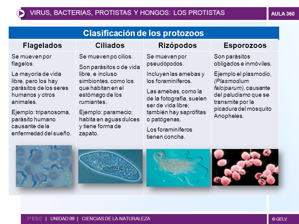 ¿Cuáles son las diferencias entre bacterias, virus, hongos y parásitos? ¿Cuáles son las diferencias entre bacterias, virus, hongos y parásitos?